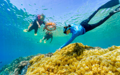Things to Do in Cairns November 2026: Fashion Week, Coral Spawning & Summer Vibes