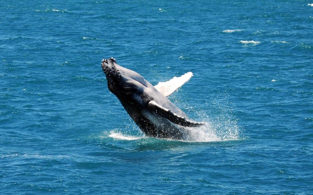 Things to Do in Cairns August 2026: Racing Carnival, Whale Season & Reef | Hides Hotel